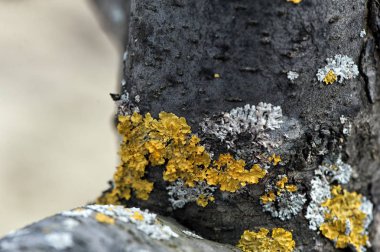 Farklı form ve renk ahşap yüzeylerde liken bir soyut desenler