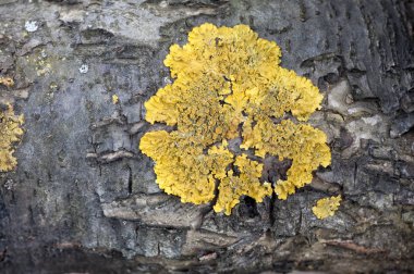 Farklı form ve renk ahşap yüzeylerde liken bir soyut desenler