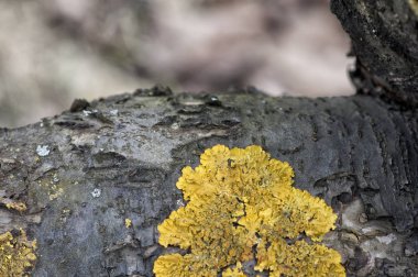 Farklı form ve renk ahşap yüzeylerde liken bir soyut desenler