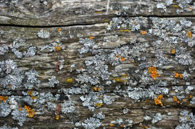 Farklı form ve renk ahşap yüzeylerde liken bir soyut desenler