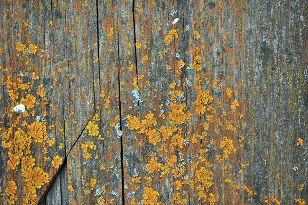 Abstrakte Muster Einer Flechte Unterschiedlicher Form Und Farbe Auf Holzoberflächen — Stockfoto