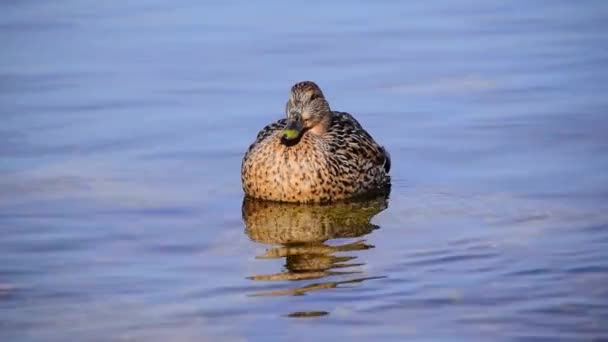 Yaban Ördeği Yaban Ördeği Anas Platyrhynchos Yüzüyor — Stok video