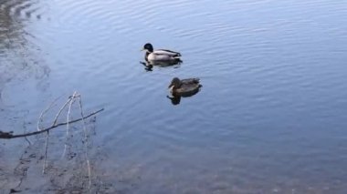 Yaban ördeği, yaban ördeği (Anas Platyrhynchos) yüzüyor