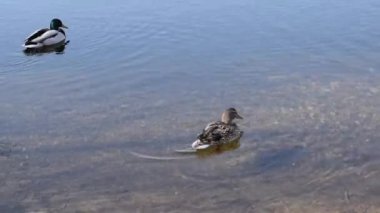 Yaban ördeği, yaban ördeği (Anas Platyrhynchos) yüzüyor