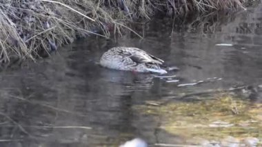 Yaban ördeği, yaban ördeği (Anas Platyrhynchos) yüzüyor