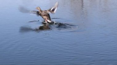 Yaban ördeği, yaban ördeği (Anas Platyrhynchos) yüzüyor