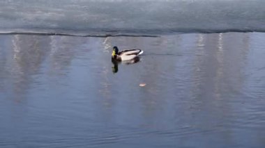 Yaban ördeği, yaban ördeği (Anas Platyrhynchos) yüzüyor