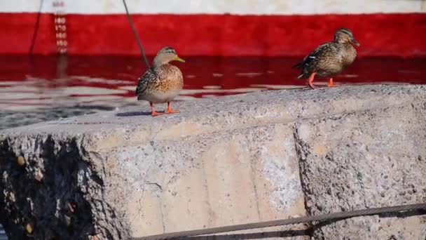 Dos Patos Caminan Sobre Una Piedra Que Está Río — Vídeos de Stock