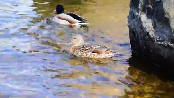 Gräsand Vilda Ankor Anas Platyrhynchos Simmar — Stockvideo