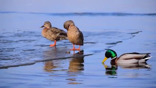 Patos Silvestres Anas Platyrhynchos Natação — Vídeo de Stock