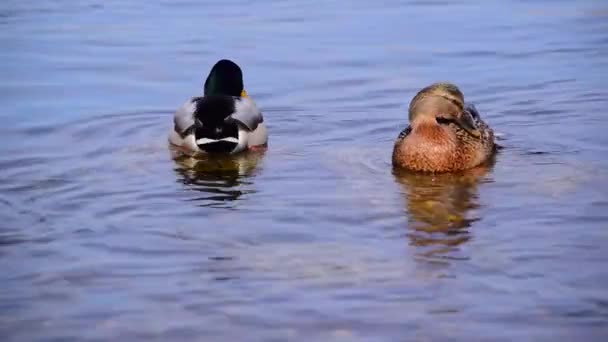 Yaban Ördeği Yaban Ördekleri Anas Platyrhynchos Yüzüyor — Stok video