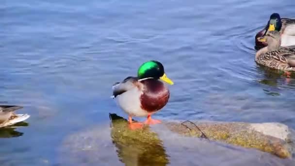 Patos Silvestres Anas Platyrhynchos Natação — Vídeo de Stock