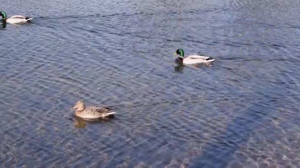 Mallard Patos Salvajes Anas Platyrhynchos Nadando — Vídeo de stock