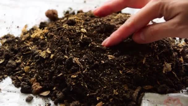 Kvinna Plantera Träd Kvinna Håller Den Biologiska Spira Liv Hennes — Stockvideo