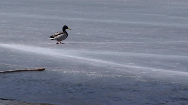 阿纳斯 Platyrhynchos 在冰上 — 图库视频影像