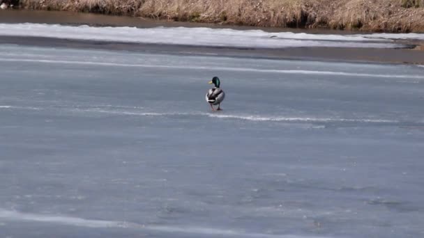 Canard Colvert Canard Sauvage Anas Platyrhynchos Sur Glace — Video