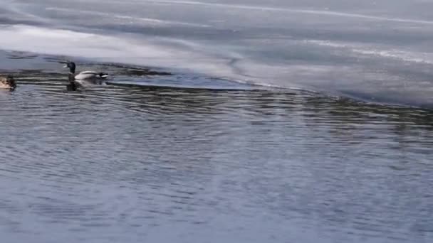 Αγριόπαπια Wild Duck Anas Platyrhynchos Κολυμπά — Αρχείο Βίντεο