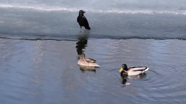 Ворона Прогулянки Льоду Поруч Качок — стокове відео