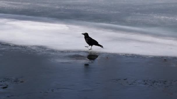 Corbeau Marche Sur Glace — Video