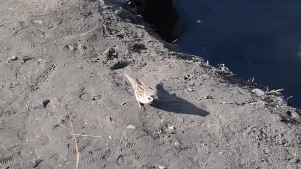 Der Sperling Springt Auf Den Sand — Stockvideo