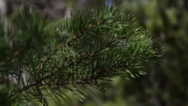 Sapin Tient Dans Forêt — Video