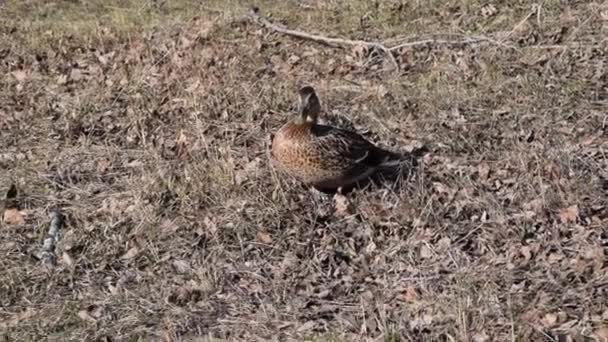 Germano Reale Anatra Selvatica Anas Platyrhynchos Cammina Foglie — Video Stock