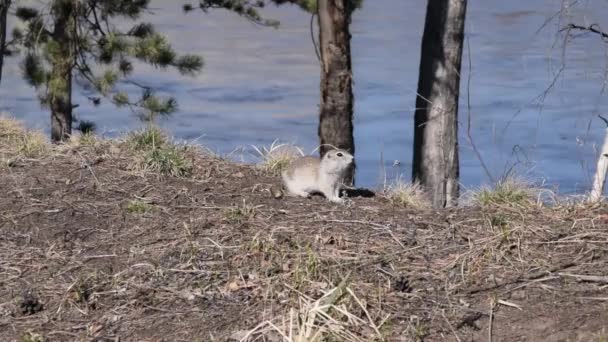 Gopher Court Sur Les Feuilles — Video