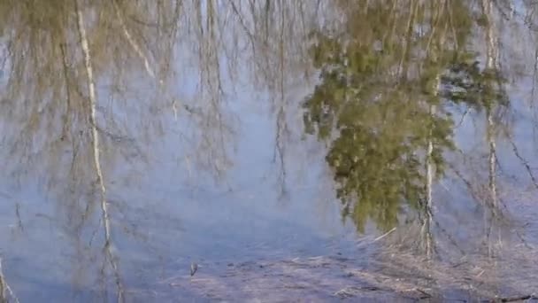 桦木和松树反映在水中 — 图库视频影像