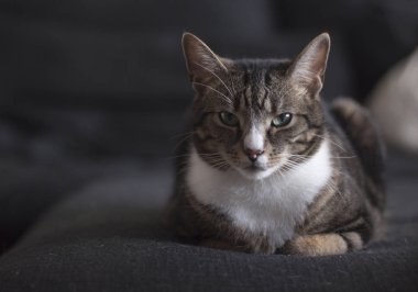 Bir şirin tomcat yalan ve siyah bir kanepe oturma odasında rahatlatıcı