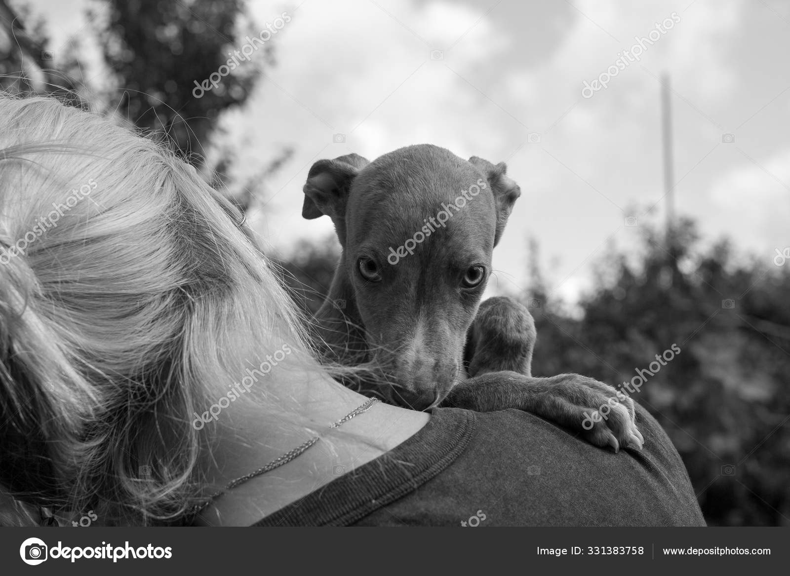 Puppy Greyhound Dog Her Hands Portrait Black White Photography Stock Photo C Ekaterinavlasenko 331383758