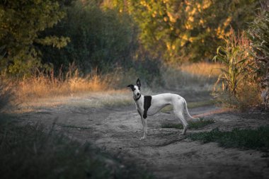 Siyah tazı köpeğiyle bembeyaz saçlar yazın günbatımında yolda duruyor.