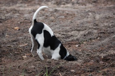 Siyah tilki teriyeri ile çok güzel bir beyaz sonbahar ormanında bir deliğe girer.