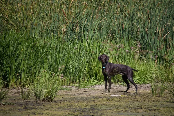 brown smooth-haired hunting dog stands in green reeds in the summer