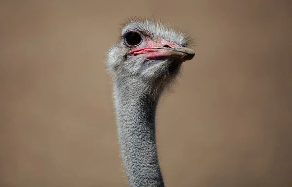 Close-up View of Ostrich\'s head. Front Shot.
