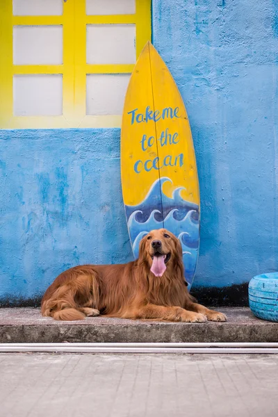 Golden Retriever deitado no chão — Fotografia de Stock