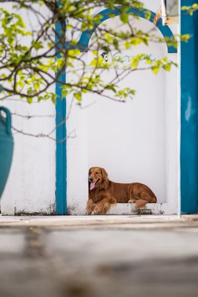 Golden Retriever deitado no chão — Fotografia de Stock