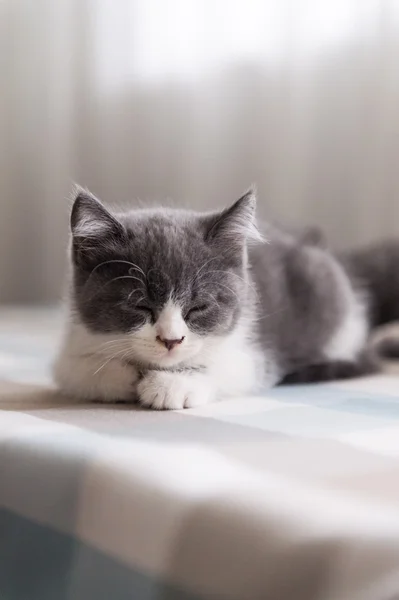 Britânico Shorthair, gatinho, tiro dentro de casa — Fotografia de Stock