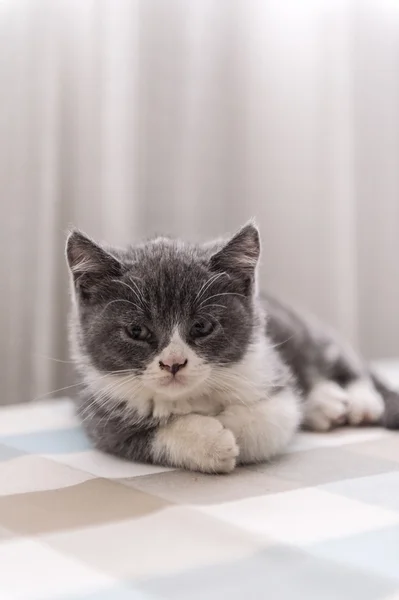 Británico Taquigrafía, gatito, disparo en el interior — Foto de Stock