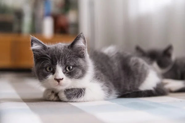 Británico Taquigrafía, gatito, disparo en el interior — Foto de Stock