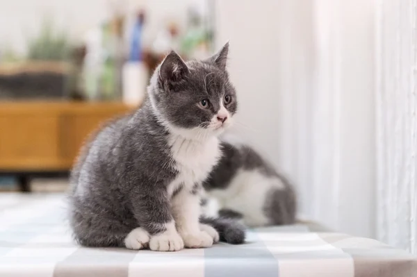 İngiliz kapalı stenografi, yavru kedi, — Stok fotoğraf