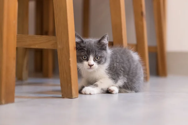 British Shorthair, chaton, tourné à l'intérieur — Photo