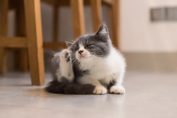 Británico Taquigrafía, gatito, disparo en el interior — Foto de Stock