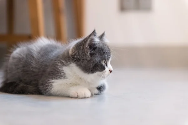 Británico Taquigrafía, gatito, disparo en el interior — Foto de Stock