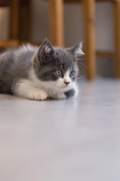 British Shorthair, kitten, shot indoors — Stock Photo, Image