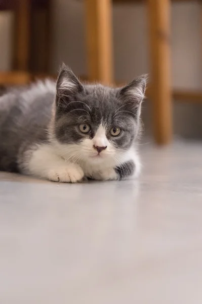 Britânico Shorthair, gatinho, tiro dentro de casa — Fotografia de Stock