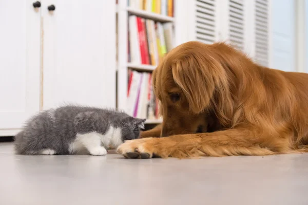 개, 고양이, 실내 촬영 — 스톡 사진