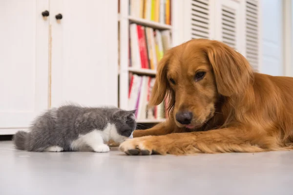 Cães e gatos, tomados dentro de casa — Fotografia de Stock