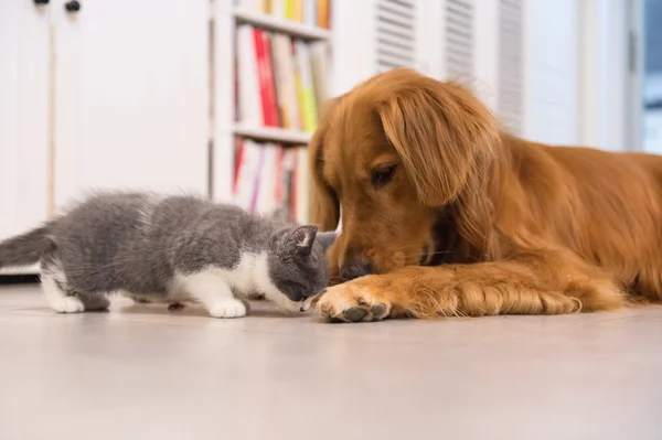 Cães e gatos, tomados dentro de casa — Fotografia de Stock