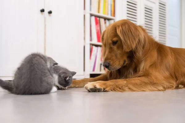 Cani e gatti, presi in casa — Foto Stock