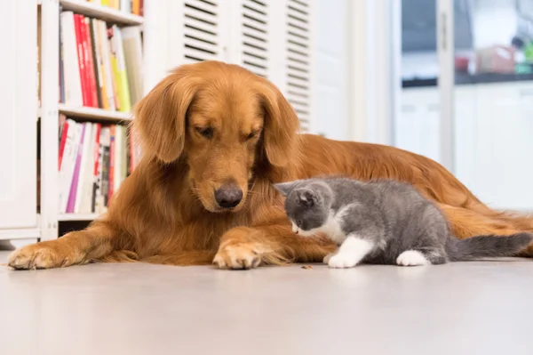 개, 고양이, 실내 촬영 — 스톡 사진